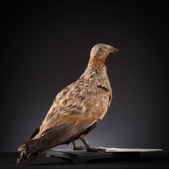 IES_SANISIDRO_MUSEO_Aves_100