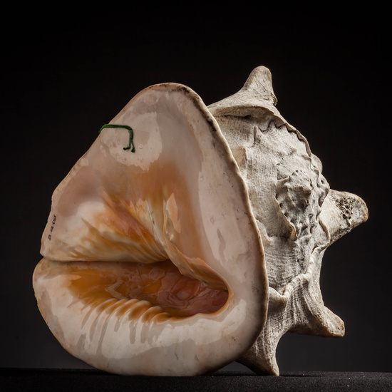 IES_CARDENALCISNEROS_CONCHAS_017