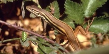 Lagartija colilarga - Hembra (Psammodromus algirus)