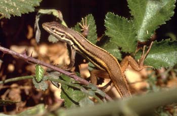 Lagartija colilarga - Hembra (Psammodromus algirus)