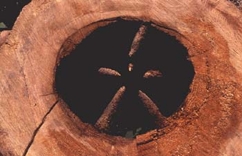 Abeto blanco - Tronco (Abies alba)