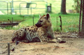 Hiena manchada (Crocuta crocuta)