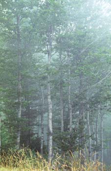 Haya - Bosque (Fagus silvatica)