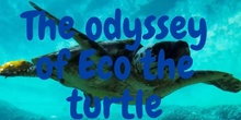 The odyssey of Eco the turtle