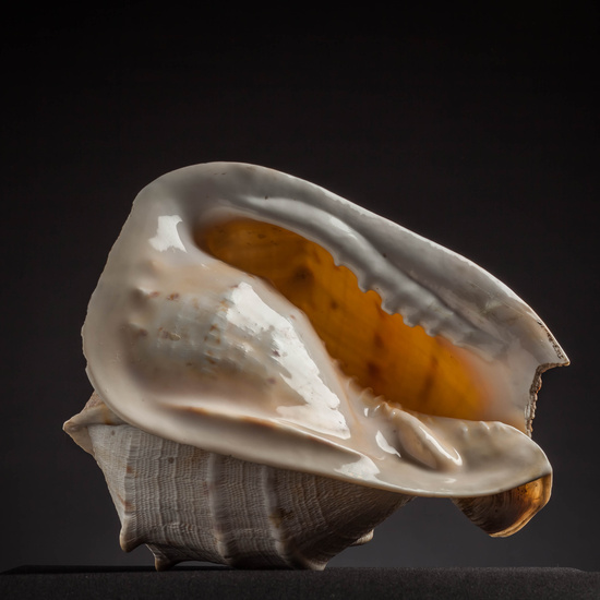 IES_CARDENALCISNEROS_CONCHAS_007