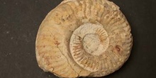 Pseudogrammoceras bingmanni (Ammonites) Jurásico