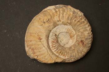 Pseudogrammoceras bingmanni (Ammonites) Jurásico