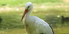 Cigüeña blanca (Ciconia ciconia)