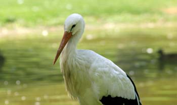 Cigüeña blanca (Ciconia ciconia)