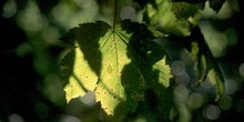 Arce blanco - Hoja (Acer pseudoplatanus)