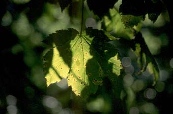 Arce blanco - Hoja (Acer pseudoplatanus)