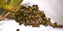 Racimo de uvas pasas