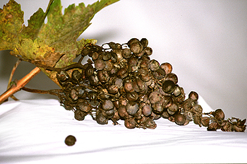 Racimo de uvas pasas