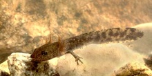 Tritón ibérico - Larva (Triturus boscai)