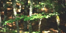 Haya - Hoja (Fagus silvatica)