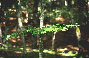 Haya - Hoja (Fagus silvatica)