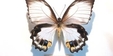 papilio aegus hembra (Nueva Guinea)