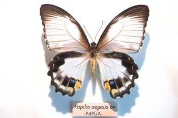 papilio aegus hembra (Nueva Guinea)