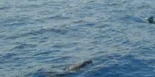 Delfín mular (Tursiops truncatus. Montagú, 1821)