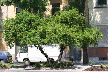 Granado - Porte (Punica granatum)