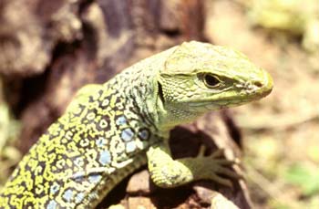 Lagarto ocelado (Lacerta lepida)