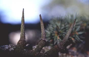 Cedro del Atlas - Raquis de piña (Cedrus atlantica)