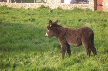 Cría de burro
