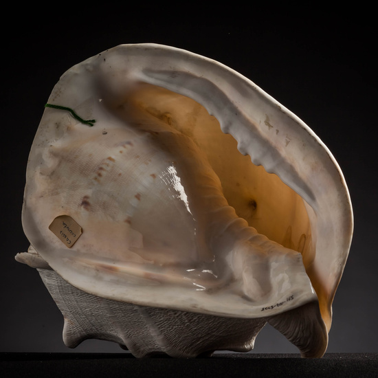 IES_CARDENALCISNEROS_CONCHAS_025