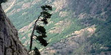 Pino negro - Porte (Pinus uncinata)