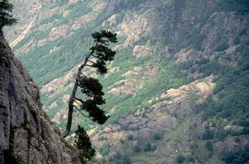 Pino negro - Porte (Pinus uncinata)