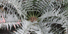 árbol, palmera (Encephalarius horridus)