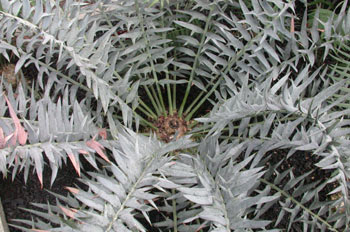 árbol, palmera (Encephalarius horridus)