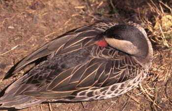 Anátida (Anade sp.)