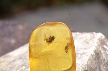 Díptero en ámbar (Insectos) Oligoceno