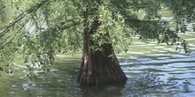 Cipres de los pantanos (Taxodium distichum)