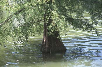 Cipres de los pantanos (Taxodium distichum)