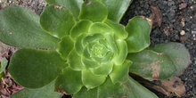 Planta, hojas (Aeonium)