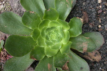 Planta, hojas (Aeonium)