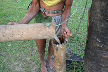 Recolector de vino de Palma, Jogyakarta, Indonesia
