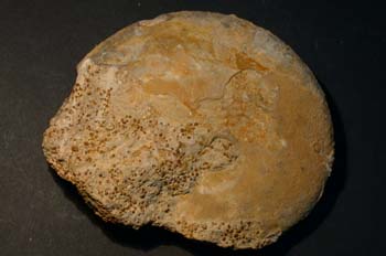 Strigoceras truelli (Ammonites) Jurásico