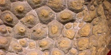 Exagonaria (Coral) Silúrico