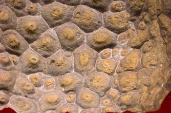 Exagonaria (Coral) Silúrico