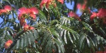 Acacia de Persia - Flor (Albizia julibrissin)