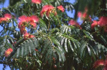 Acacia de Persia - Flor (Albizia julibrissin)