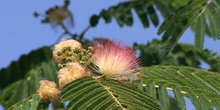 Acacia de Persia - Flor (Albizia julibrissin)