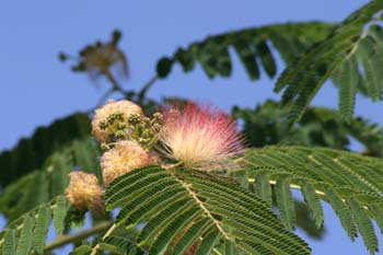 Acacia de Persia - Flor (Albizia julibrissin)