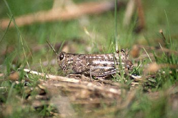 Saltamontes gris (Bryoderma tuberculata)