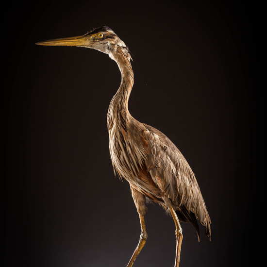 IES_SANISIDRO_MUSEO_Aves_114