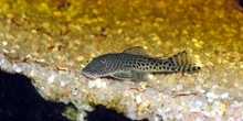 Loricarido (Chaetostoma sp.)