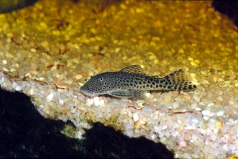 Loricarido (Chaetostoma sp.)